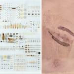 Artist Profile: Shilin Hora